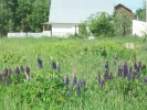 Продажа, Участок земли, Захарово (г.п. Клин) по цене 950 000 руб - фото 1 - фото 2 - фото 3 - фото 4 - фото 5